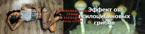 PSILOCYBIN Богданович