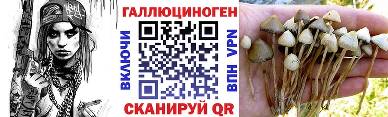 закладка  Верхняя Тура  Псилоцибиновые грибы Psilocybine cubensis 